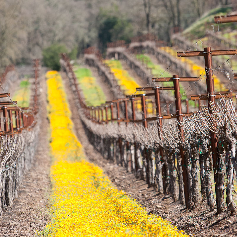 Wine-Country-19Feb2010