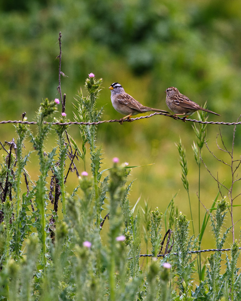 Wired-Couple-5Apr2010