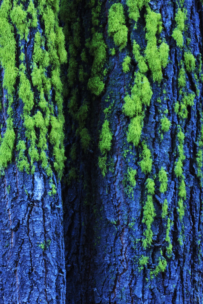 Yosemite-Moss-14Aug2009
