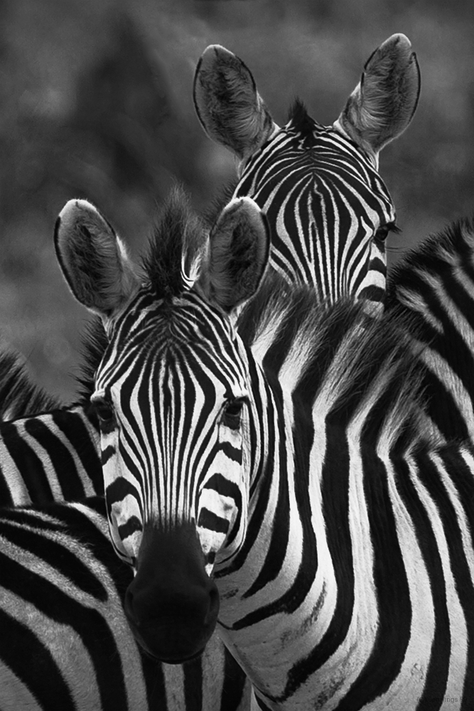 Zebras-20Jun2009