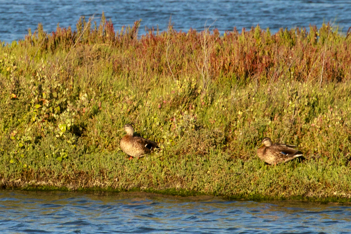 Female Mallards