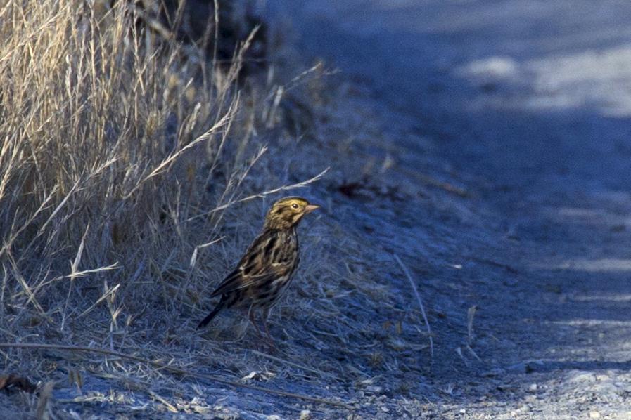 Female Western Meadowlark