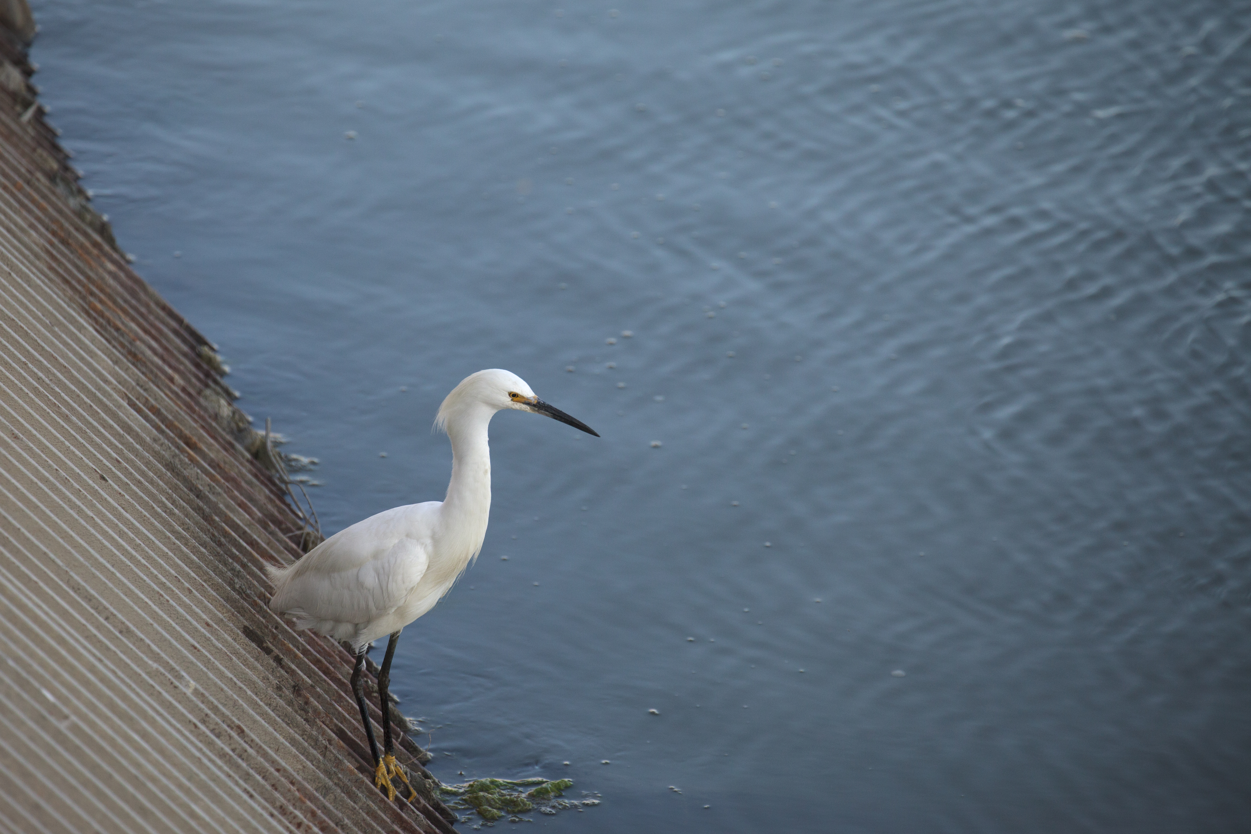 Snowy Egret