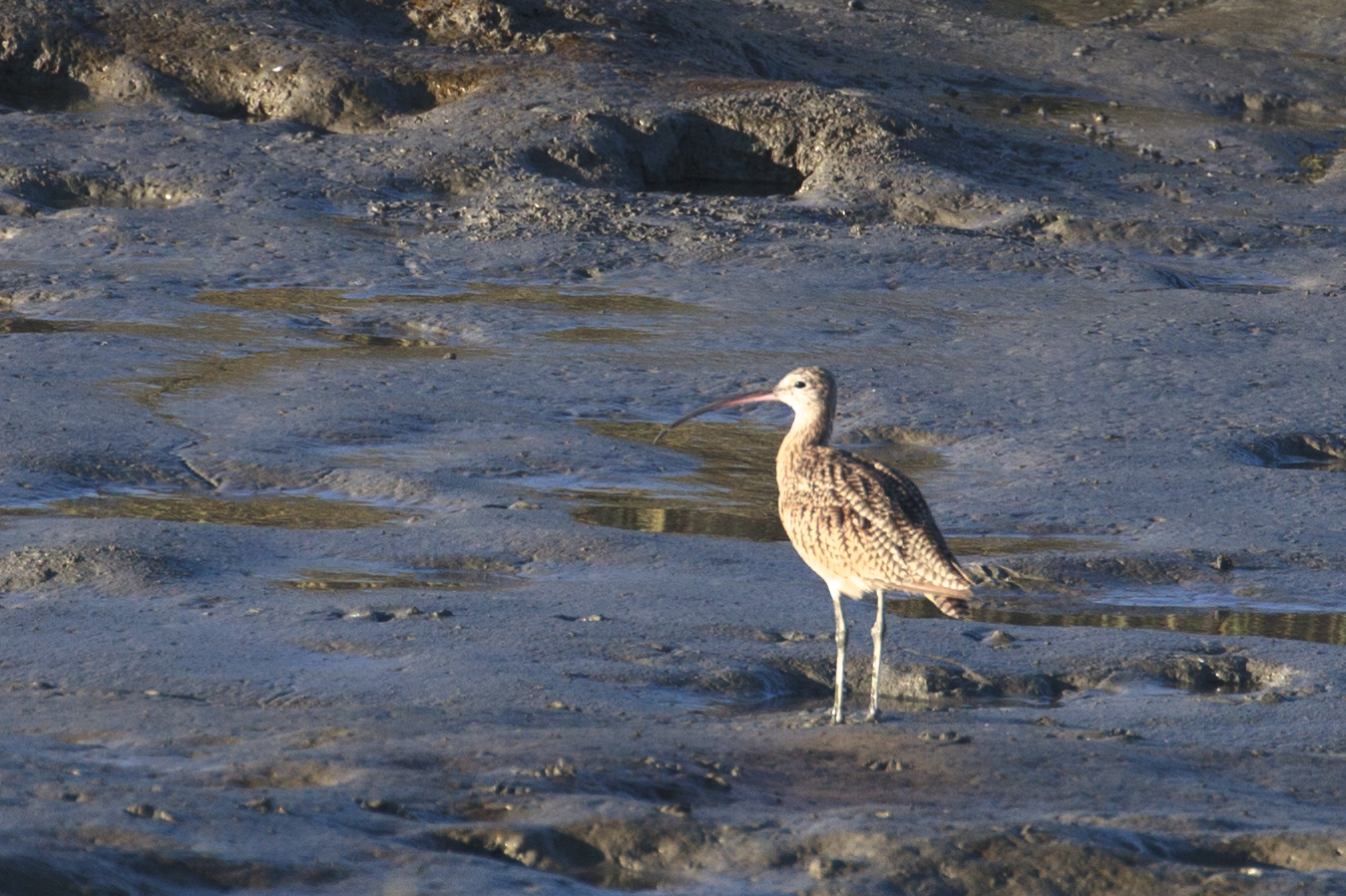 Long Billed Curlew