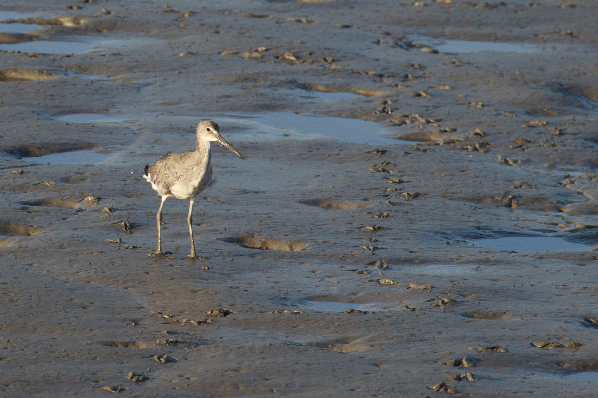 Western Willet