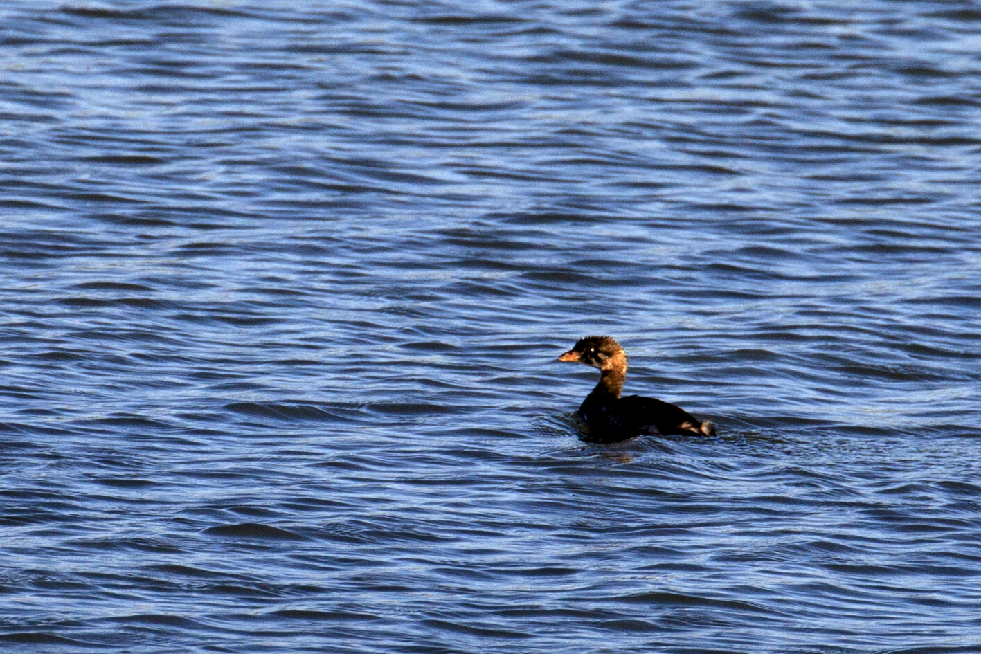 Least Grebe