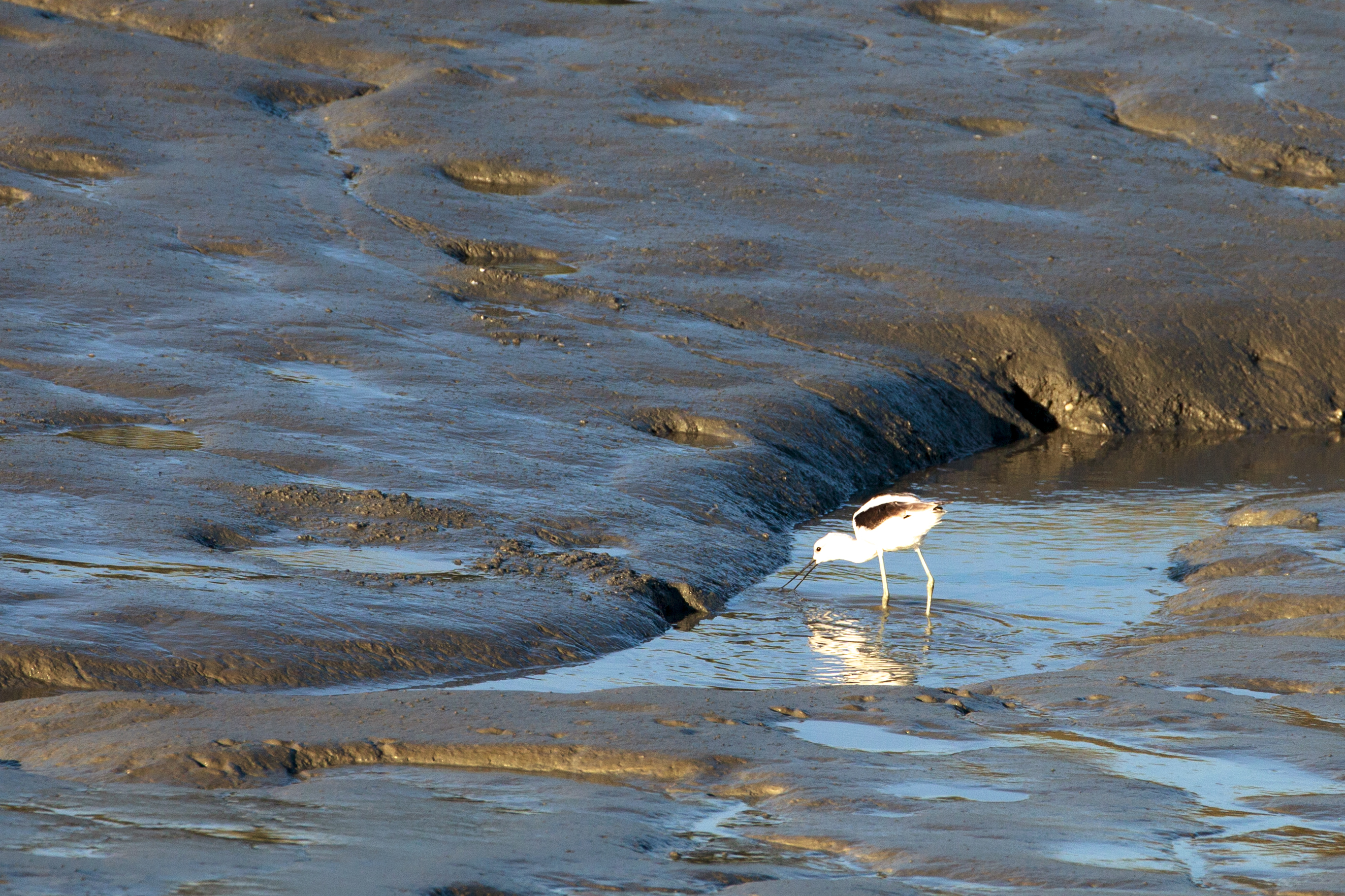 American Avocet